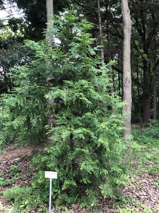 木材について調べてみよう!~その4~|スタッフブログ|(福井・石川・富山で戸建て住宅のリノベーションならクロダハウスの北欧リノベーション)